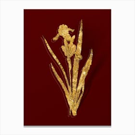 Vintage Tall Bearded Iris Botanical in Gold on Red n.0373 Canvas Print