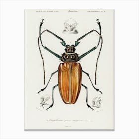 Enoplocerus Armillatus, Charles Dessalines D' Orbigny Canvas Print