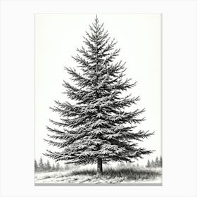 Fir Tree Pencil Sketch Ultra Detailed 8 Canvas Print