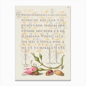 French Rose And Pistachio From Mira Calligraphiae Monumenta Or The Model Book Of Calligraphy, Joris Hoefnagel Canvas Print