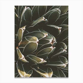 Green Cactus Bloom Canvas Print