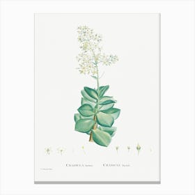 Crassula Lactea, Pierre Joseph Redoute Canvas Print