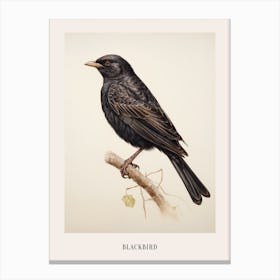 Vintage Bird Drawing Blackbird 2 Poster Canvas Print