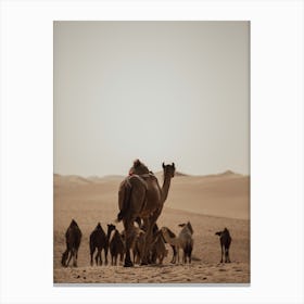 Caravan of Camels mom - Al Wathba Abu Dhabi UAE photo print - moody animal photography art Art Print Canvas Print