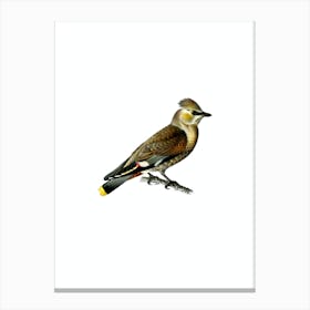 Vintage Bohemian Waxwing Bird Illustration on Pure White Canvas Print
