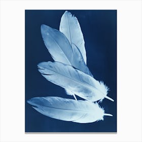 Feathers VI Canvas Print