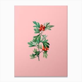 Vintage Morocco Hawthorn Flower Botanical on Soft Pink n.0004 Canvas Print