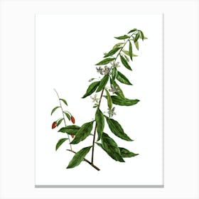 Vintage Goji Berry Tree Botanical Illustration on Pure White Canvas Print