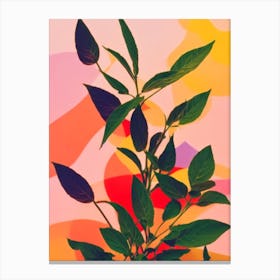 Cuban Oregano Colourful Illustration Plant Canvas Print