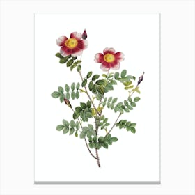 Vintage Variegated Burnet Rose Botanical Illustration on Pure White n.0047 Canvas Print
