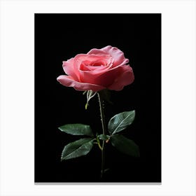 Pink Rose On Black Background 78 Toile