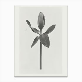 Tulip Flower Photo Collage 2 Canvas Print