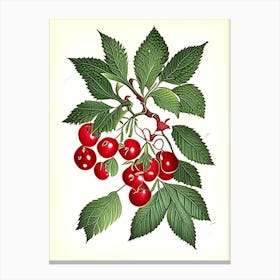 Wild Cherry Bark Herb Vintage Botanical Canvas Print