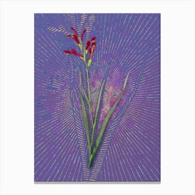 Vintage Gladiolus Cunonius Botanical Illustration on Veri Peri n.0215 Canvas Print