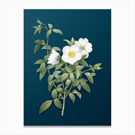 Vintage White Rose of Snow Botanical Art on Teal Blue n.0677 Canvas Print