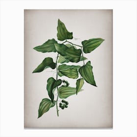 Vintage Common Smilax Botanical on Parchment Canvas Print