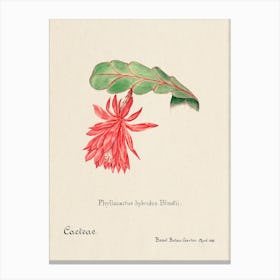 Orchid Cactus, Familie Der Cacteen 1 Canvas Print