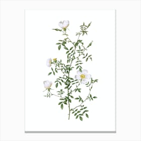Vintage Hedge Rose Botanical Illustration on Pure White n.0848 Canvas Print