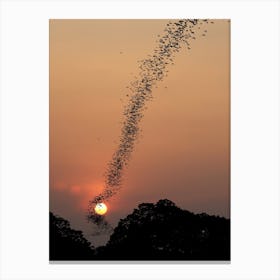 Bat Swarm At Sunset Canvas Print