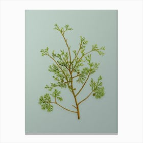 Vintage Atlantic White Cypress Botanical Art on Mint Green n.0395 Canvas Print