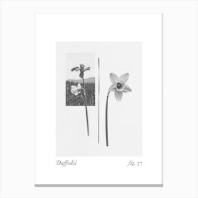 Daffodil Botanical Collage 5 Canvas Print