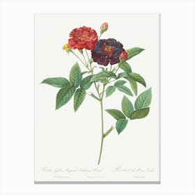 Rose Of Van Eeden, Pierre Joseph Redoute Canvas Print