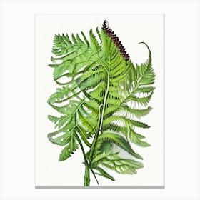 Polypody Fern Wildflower Watercolour Canvas Print