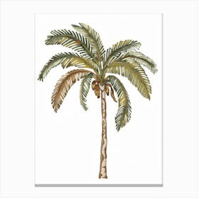 Palm Tree 30 Canvas Print