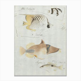 Four Fish, Luigi Balugani Canvas Print