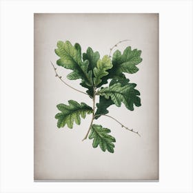 Vintage English Oak Botanical on Parchment n.0051 Canvas Print