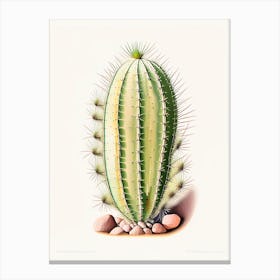 Ferocactus Cactus Marker Art 3 Canvas Print