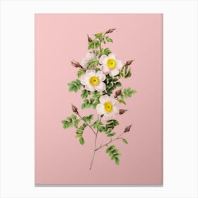 Vintage Thornless Burnet Rose Botanical on Soft Pink n.0057 Canvas Print