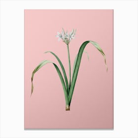Vintage Small Flowered Pancratium Botanical on Soft Pink n.0249 Canvas Print