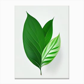 Stevia Leaf Vibrant Inspired 3 Canvas Print