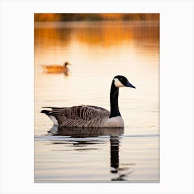 Canadian Geese 30 Canvas Print