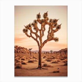  Photograph Of A Joshua Tree At Dusk  In A Sandy Desert 4 Canvas Print