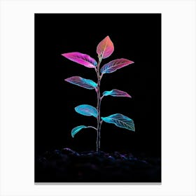 Plant On A Black Background 3 Canvas Print