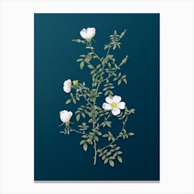 Vintage Hedge Rose Botanical Art on Teal Blue n.0129 Canvas Print