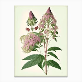 Joe Pye Weed Wildflower Vintage Botanical Canvas Print