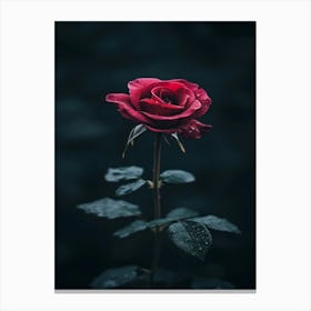 Dark Rose 101 Canvas Print