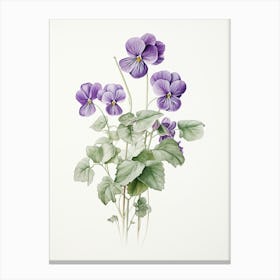 Violets Flower Vintage Botanical 2 Canvas Print