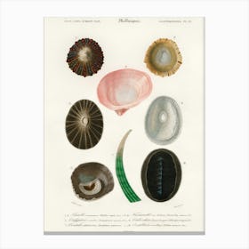 Different Types Of Mollusks, Charles Dessalines D'Orbigny 6 Canvas Print