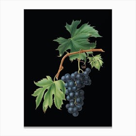 Vintage Brachetto Grape Botanical Illustration on Solid Black n.0003 Canvas Print