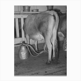 Cow Being Milked By Vacuum Milker, Dairy, Tom Green County, Texas By Russell Lee Canvas Print