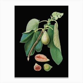 Vintage Monaco Fig Botanical Illustration on Solid Black n.0362 Canvas Print