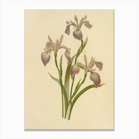 Iris Stock Videos & Royalty-Free Footage Canvas Print