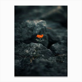 Flower On The Rocks Canvas Print