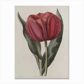 Tulip 6 Canvas Print