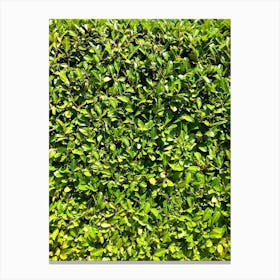 Hedge Canvas Print