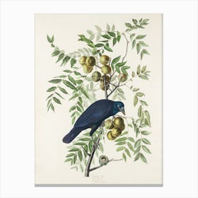 American Crow   Birds Of America, John James Audubon Canvas Print